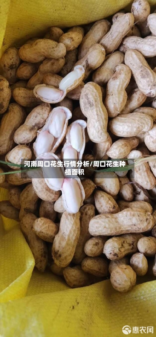 河南周口花生行情分析/周口花生种植面积-第1张图片