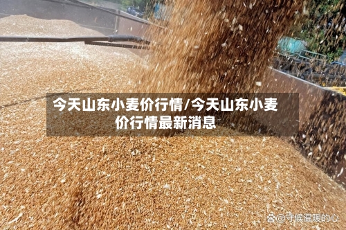 今天山东小麦价行情/今天山东小麦价行情最新消息
