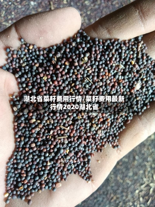 湖北省菜籽费用行情/菜籽费用最新行情2020湖北省-第3张图片