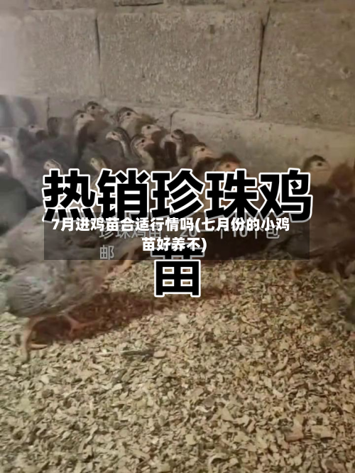 7月进鸡苗合适行情吗(七月份的小鸡苗好养不)-第2张图片