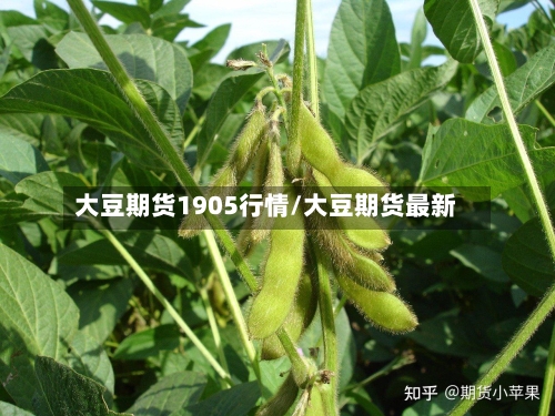 大豆期货1905行情/大豆期货最新-第3张图片