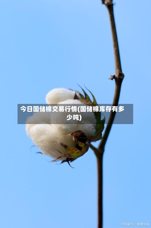 今日国储棉交易行情(国储棉库存有多少吨)-第3张图片