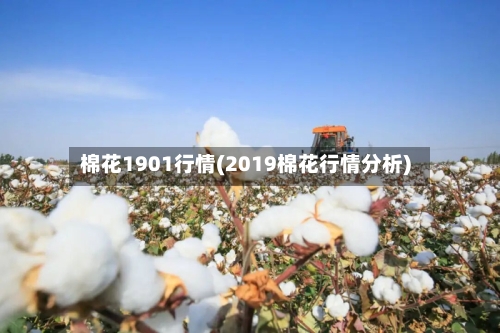 棉花1901行情(2019棉花行情分析)-第3张图片