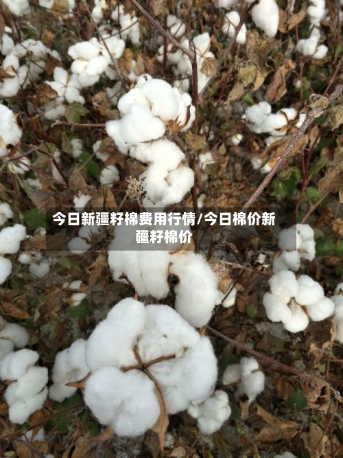 今日新疆籽棉费用行情/今日棉价新疆籽棉价-第2张图片