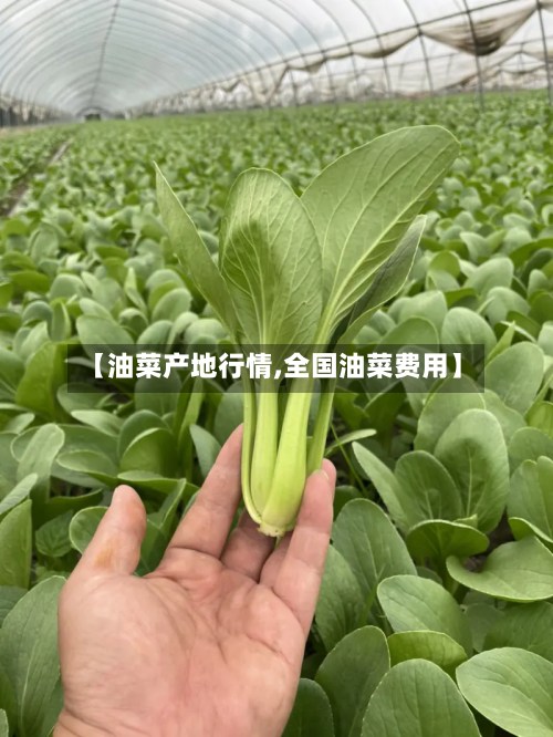 【油菜产地行情,全国油菜费用】