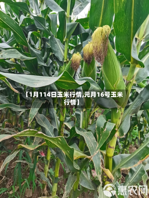 【1月114日玉米行情,元月16号玉米行情】