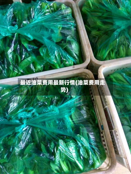 最近油菜费用最新行情(油菜费用走势)-第2张图片
