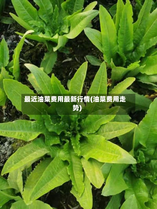 最近油菜费用最新行情(油菜费用走势)