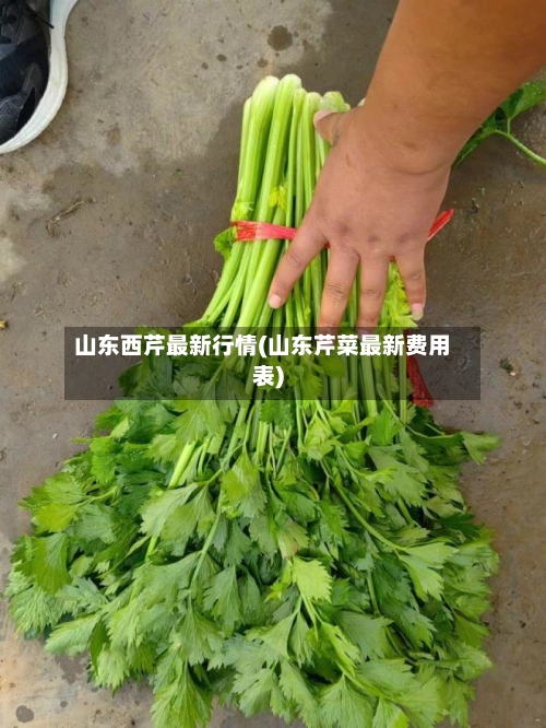 山东西芹最新行情(山东芹菜最新费用表)