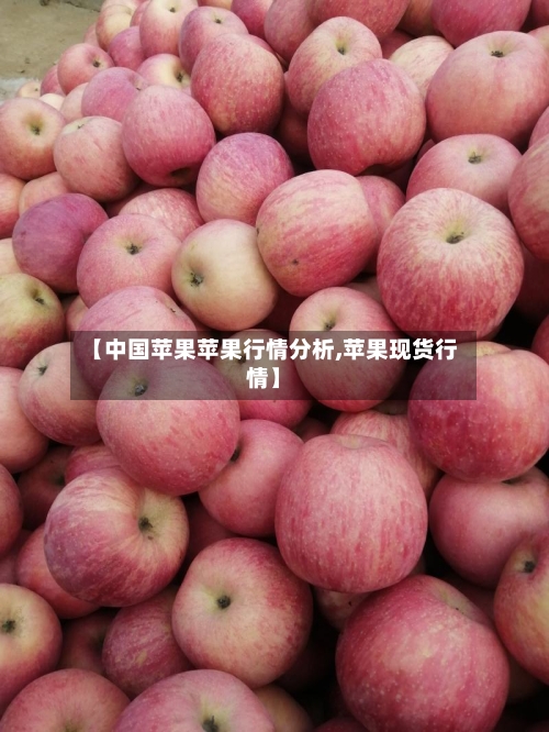 【中国苹果苹果行情分析,苹果现货行情】